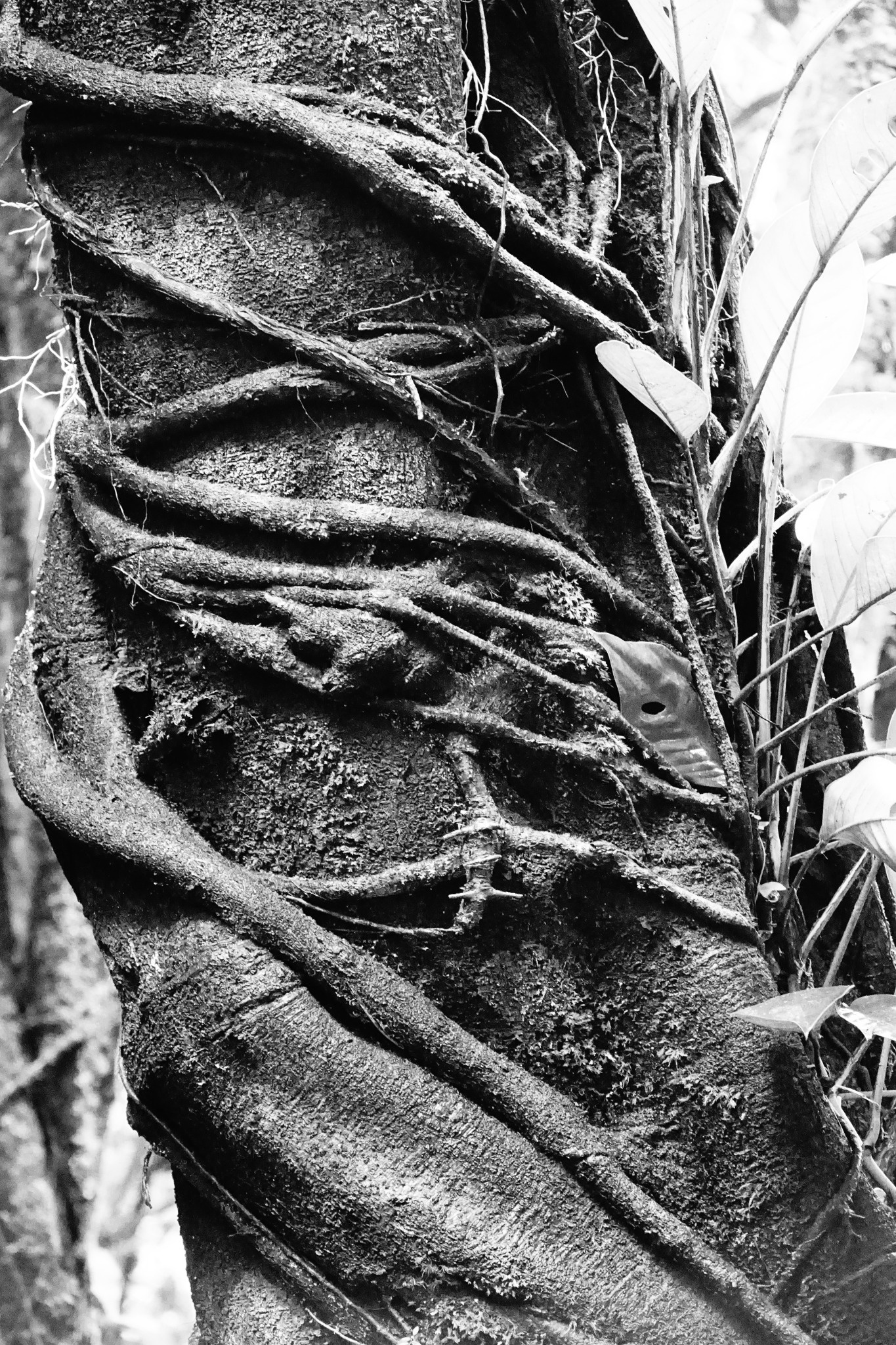Black-and-white close-up of a tropical tree trunk wrapped in roots and climbing vegetation.